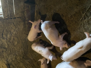 Purcei de vânzare!! Vârsta 3 luni!! - imagine 3