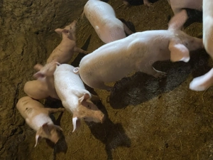 Purcei de vânzare!! Vârsta 3 luni!! - imagine 2