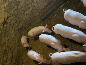 Purcei de vânzare!! Vârsta 3 luni!! - imagine 4