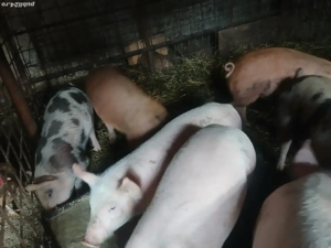 Vând purcei ! - imagine 4 Vând purcei ! - imagine 4