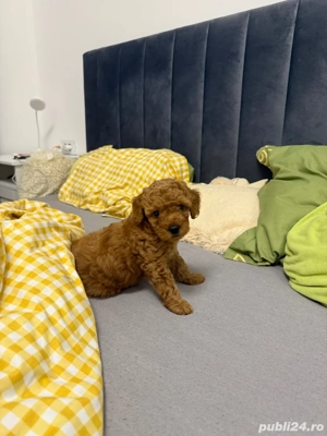 poodle fetita 10 sapt  - imagine 2
