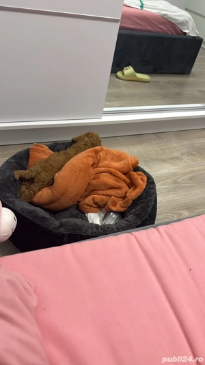 poodle fetita 10 sapt  - imagine 3