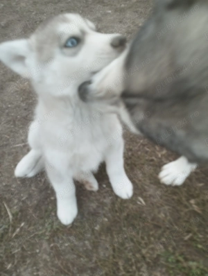 Cățel husky caută stapan - imagine 2 Cățel husky caută stapan - imagine 2