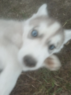 Cățel husky caută stapan - imagine 3 Cățel husky caută stapan - imagine 3