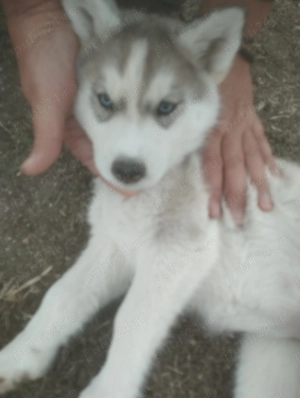 Cățel husky caută stapan