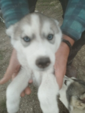 Cățel husky caută stapan - imagine 4 Cățel husky caută stapan - imagine 4