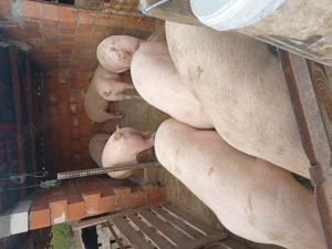 Vind porci - imagine 3