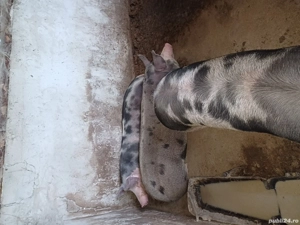 De vanzare  - imagine 2 De vanzare  - imagine 2