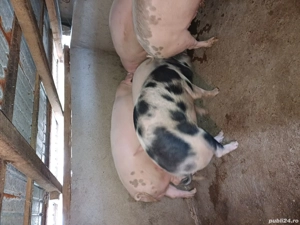 De vanzare  - imagine 4 De vanzare  - imagine 4