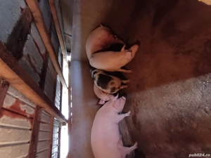 De vanzare  - imagine 3 De vanzare  - imagine 3