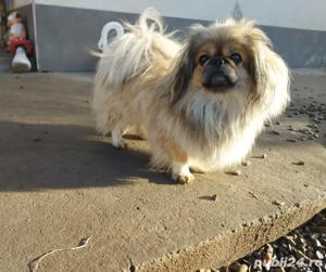 Fetițe si băieți detalii la nr de telefon, în poza sunt si parinții