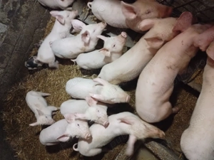 Vand purcei romanesti - imagine 3