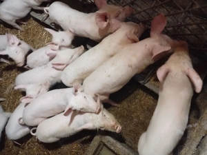 Vand purcei romanesti - imagine 2