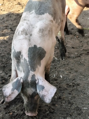 Vânzare purcei Găneasa Landrace-Pietrain - imagine 2