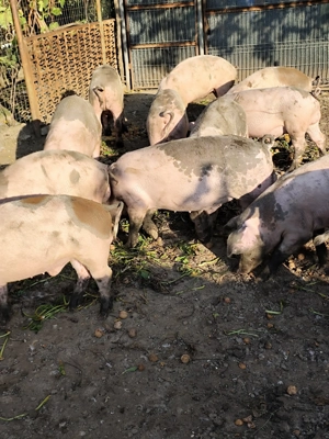 Vânzare purcei Găneasa Landrace-Pietrain - imagine 4