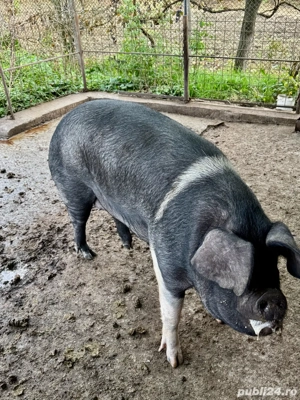 Porci pentru sacrificat, hraniti natural  - imagine 5