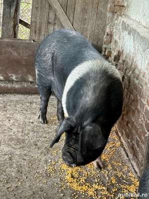Porci pentru sacrificat, hraniti natural  - imagine 3