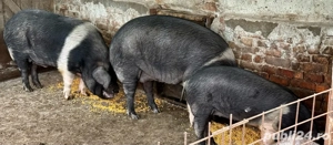Porci pentru sacrificat, hraniti natural 