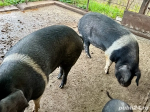 Porci pentru sacrificat, hraniti natural  - imagine 2