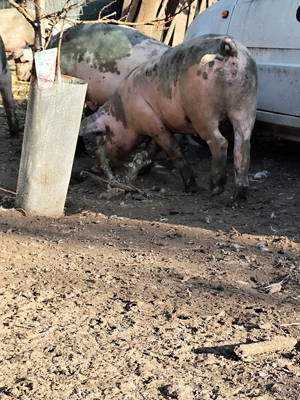 Vânzare purcei Găneasa Landrace-Pietrain - imagine 5