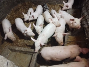 Vand purcei romanesti - imagine 4