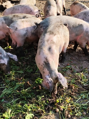 Vânzare purcei Găneasa Landrace-Pietrain
