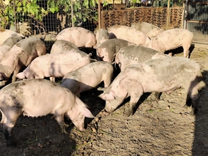 Vânzare purcei Găneasa Landrace-Pietrain - imagine 3