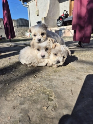 Catelusi bichoni maltezi  - imagine 2 Catelusi bichoni maltezi  - imagine 2