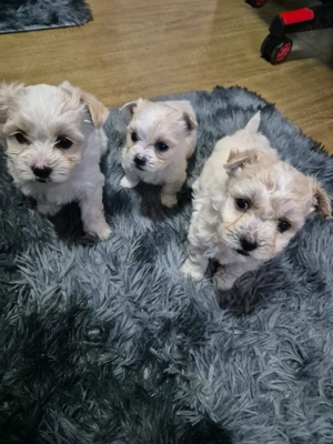 Catelusi bichoni maltezi 