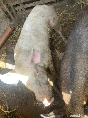 vand trei vieri - imagine 3