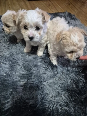 Catelusi bichoni maltezi  - imagine 3 Catelusi bichoni maltezi  - imagine 3