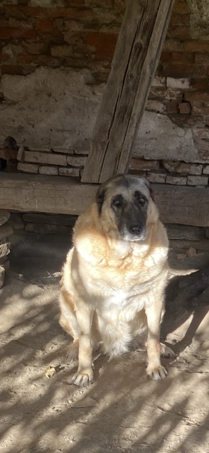 Kangali de vanzare - imagine 2 Kangali de vanzare - imagine 2