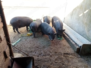 Porci de vanzare - imagine 2