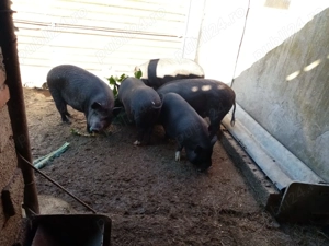 Porci de vanzare - imagine 3
