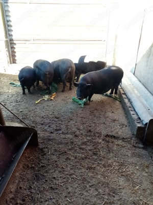 Porci de vanzare - imagine 4