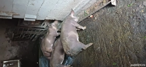 purcei  de vânzare  - imagine 4 purcei  de vânzare  - imagine 4
