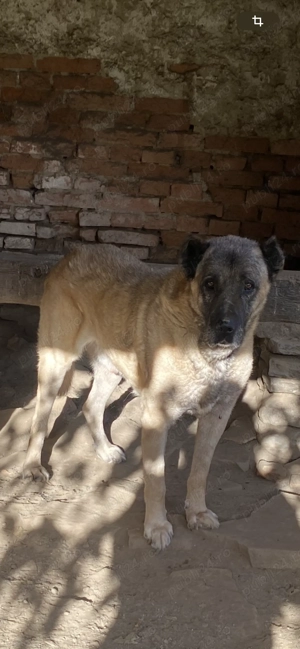 Kangali de vanzare - imagine 3 Kangali de vanzare - imagine 3