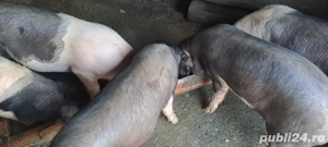 porci de vanzare - imagine 2 porci de vanzare - imagine 2