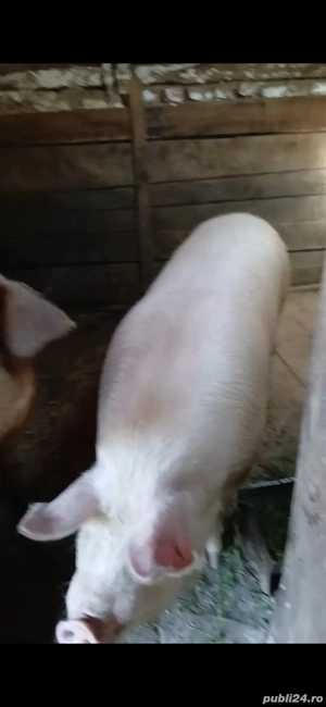 Vând porc  - imagine 2