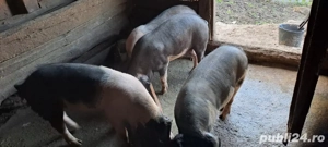 porci de vanzare - imagine 3 porci de vanzare - imagine 3