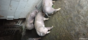 purcei  de vânzare  - imagine 2 purcei  de vânzare  - imagine 2