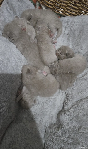 Pisici british shorthaire și scotish fold