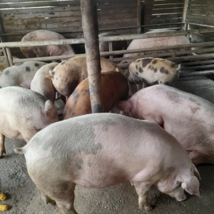 Porci pentru Craciun - imagine 2