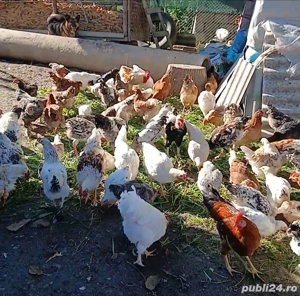 Vînd găini, puicute si cocoșii 