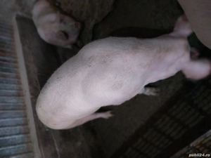 Purcea  de carne  250-300 kg.