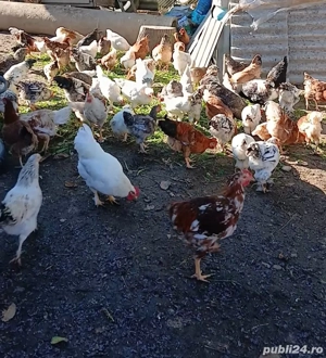 Vînd găini, puicute si cocoșii  - imagine 2