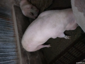 Purcea  de carne  250-300 kg. - imagine 3 Purcea  de carne  250-300 kg. - imagine 3