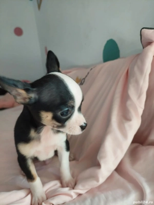 Catelusi Chihuahua Mini Toy