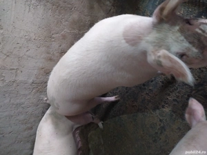 Purcea  de carne  250-300 kg. - imagine 4 Purcea  de carne  250-300 kg. - imagine 4