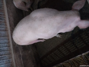 Purcea  de carne  250-300 kg. - imagine 2 Purcea  de carne  250-300 kg. - imagine 2